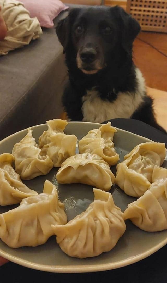 Фотография: Невозможно отказать: 22 фото о том, как животные умеют выпрашивать еду №2 - BigPicture.ru