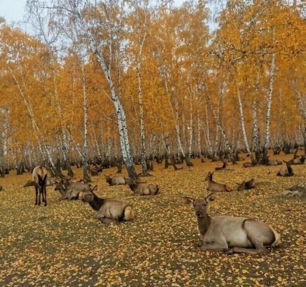 Осень