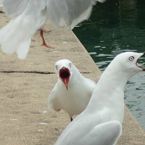 Подборка картинок. Вечерний выпуск (30 фото) - 09.09.2022