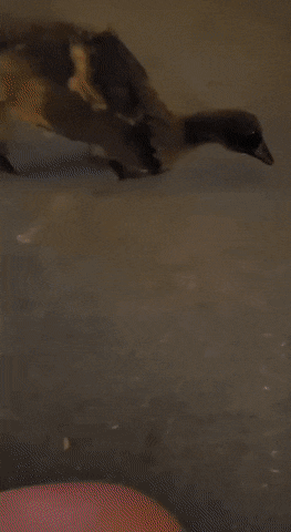 Подборка гифок (25 гифок) - 30.09.2022