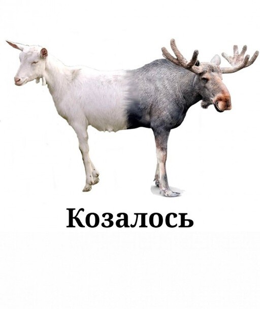 Смешные и познавательные картинки