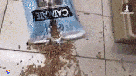 Кошачьи гифки