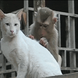 Кошачьи гифки