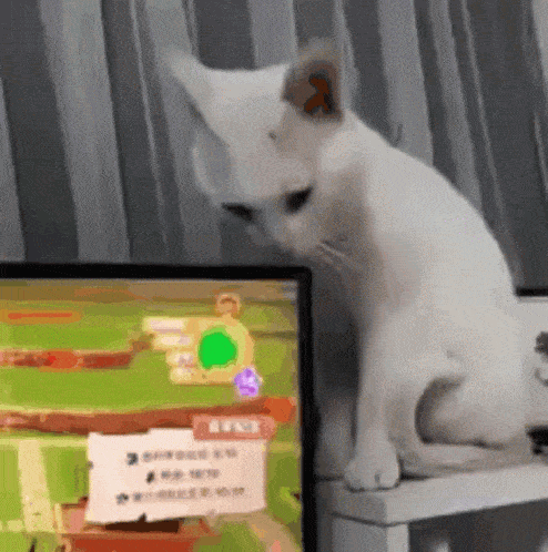 Кошачьи гифки