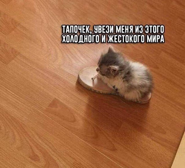 Лучшие шутки и мемы из Сети - 17.10.2022