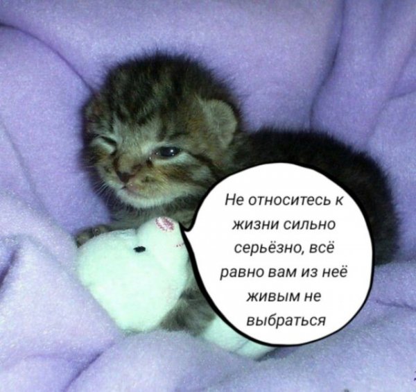 Мемы для взрослых