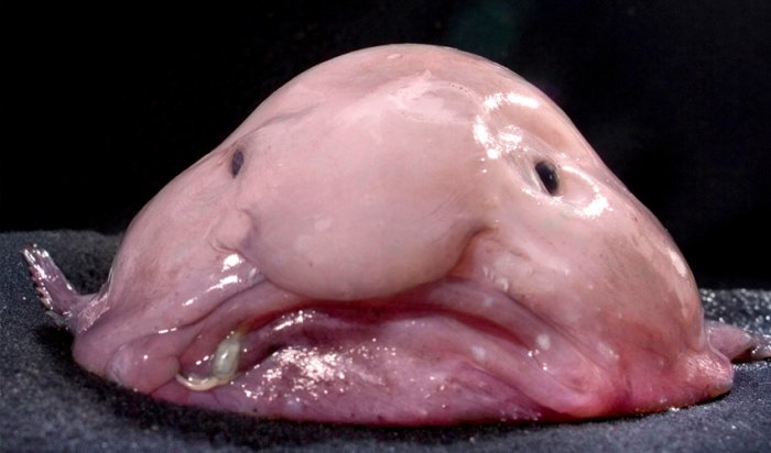 Первый парень на деревне. 5 интересных фактов про рыбу-каплю Первый парень на деревне. 5 интересных фактов про рыбу-каплю