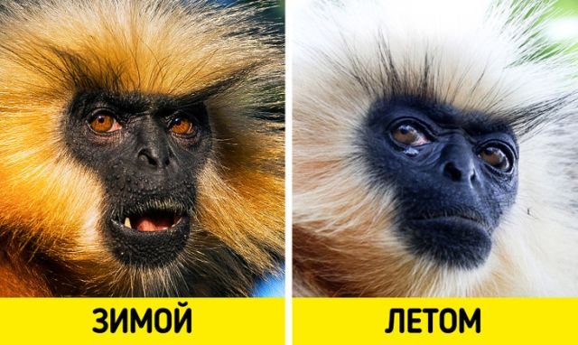 Золотые лангуры меняют цвет меха в зависимости от сезона: зимой он более насыщенный, а летом становится кремовым