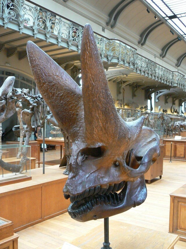Череп Arsinoitherium zitteli, дальнего родственника слонов, из позднего эоцена Африки Череп Arsinoitherium zitteli, дальнего родственника слонов, из позднего эоцена Африки