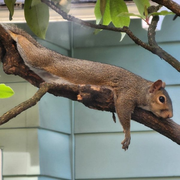 Подборка забавных и очень фотогеничных белок Подборка забавных и очень фотогеничных белок