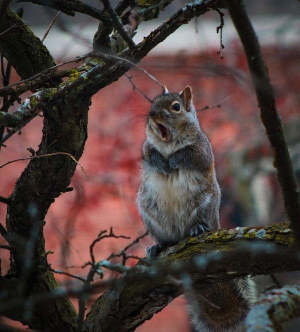 Подборка забавных и очень фотогеничных белок Подборка забавных и очень фотогеничных белок