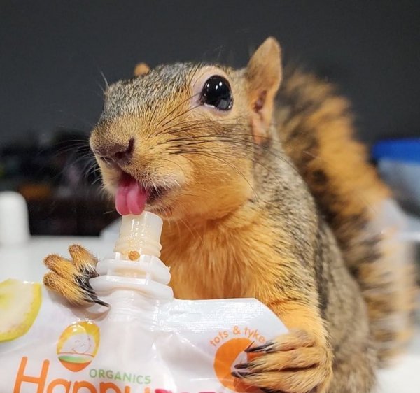 Подборка забавных и очень фотогеничных белок Подборка забавных и очень фотогеничных белок