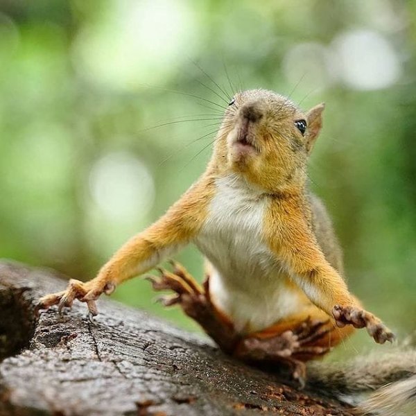 Подборка забавных и очень фотогеничных белок Подборка забавных и очень фотогеничных белок