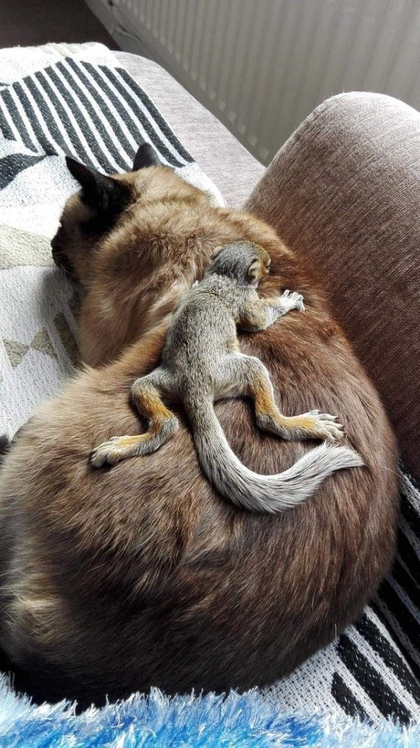 Подборка забавных и очень фотогеничных белок Подборка забавных и очень фотогеничных белок