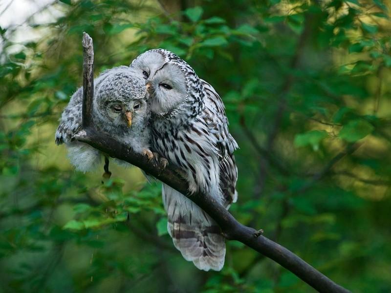 Фотография: 20 невероятно крутых сов, которые никого не оставят равнодушным №1 - BigPicture.ru