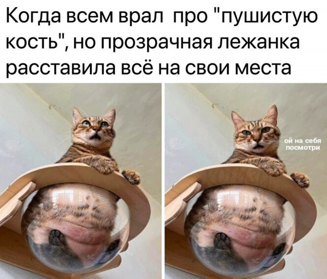 Смешные и познавательные картинки