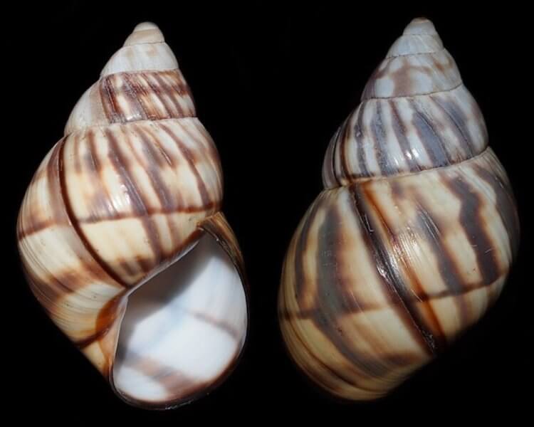 Опасность нашествия муравьев на Гавайях. Огненные муравьи могли стать причиной гибели моллюсков Orthalicus reses. Опасность нашествия муравьев на Гавайях. Огненные муравьи могли стать причиной гибели моллюсков Orthalicus reses. Фото.