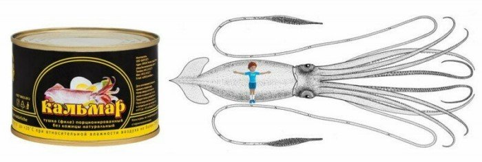 Морское чудовище, в существование которого не верили 1000 лет Морское чудовище, в существование которого не верили 1000 лет