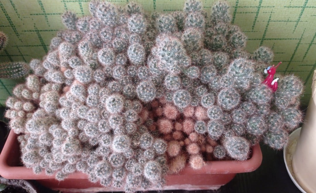 "Коллективный разум по имени Толик" "Коллективный разум по имени Толик"