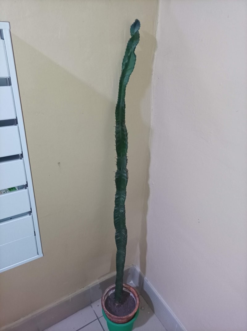 "Рожденный сверлить небо" "Рожденный сверлить небо"