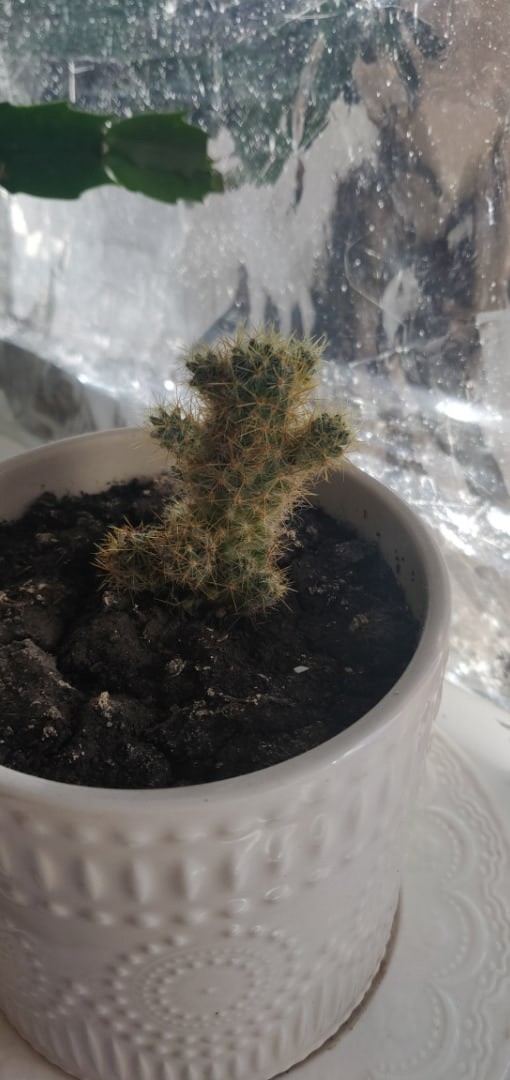 "Медвежонок хочет на ручки" "Медвежонок хочет на ручки"