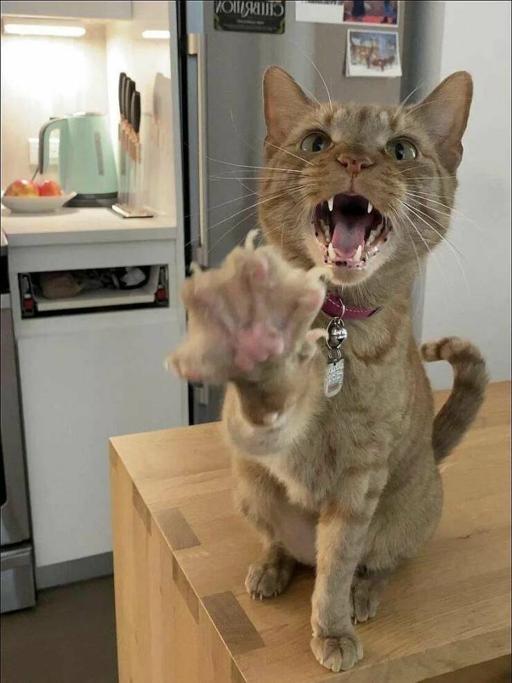 Подборка картинок. Вечерний выпуск (30 фото) - 23.11.2022