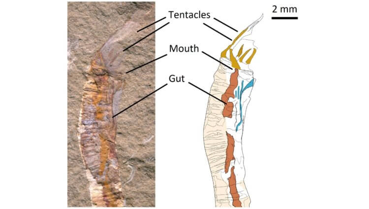Какими были древние медузы. Окаменелости G. aspera содержат даже органы древнего существа. Фото.