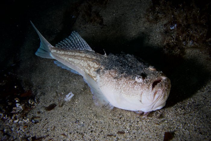 Европейский звездочёт: Кусачий, ядовитый, ещё и током жахнуть может! Рыба с морского дна, с которой мы крайне не советуем встречаться Европейский звездочёт: Кусачий, ядовитый, ещё и током жахнуть может! Рыба с морского дна, с которой мы крайне не советуем встречаться