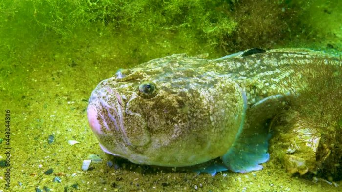 Европейский звездочёт: Кусачий, ядовитый, ещё и током жахнуть может! Рыба с морского дна, с которой мы крайне не советуем встречаться Европейский звездочёт: Кусачий, ядовитый, ещё и током жахнуть может! Рыба с морского дна, с которой мы крайне не советуем встречаться