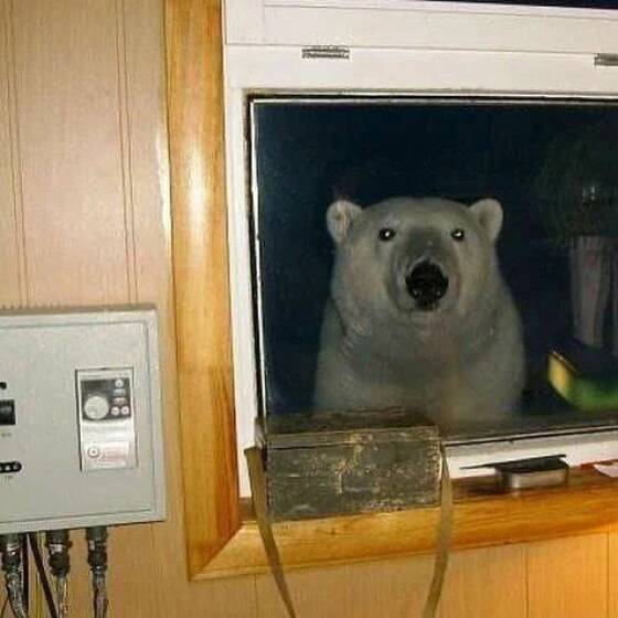 Подборка картинок. Вечерний выпуск (30 фото) - 29.11.2022