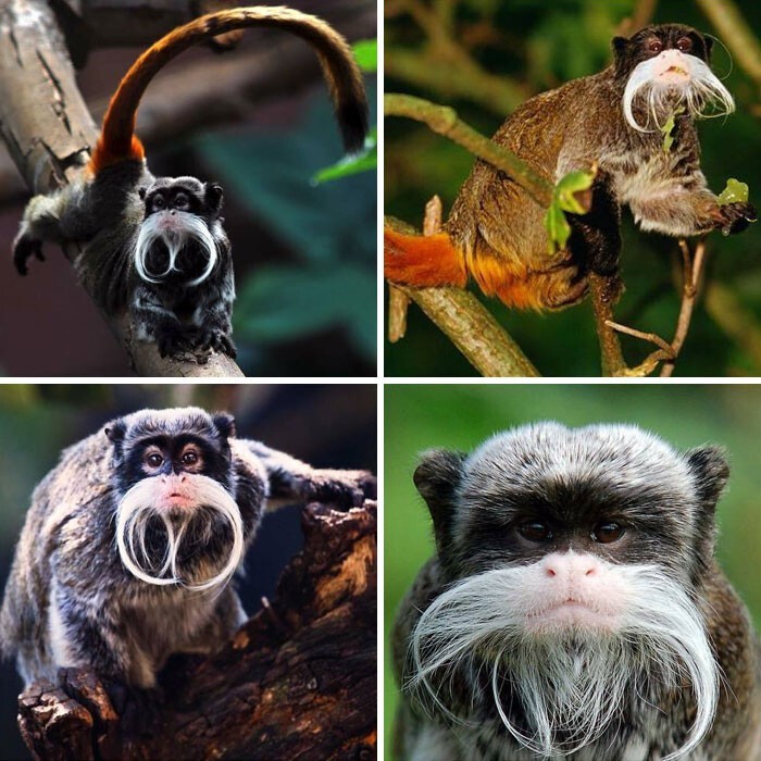 20. Императорский тамарин (Saguinus imperator)