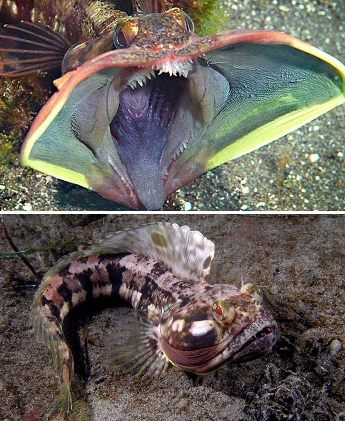 8. Щучья морская собачка (Neoclinus blanchardi)