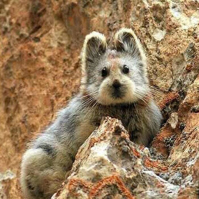 10. Илийская пищуха (Ochotona iliensis)