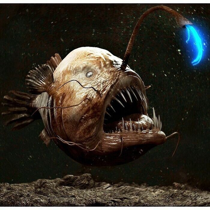 22. Рыба-удильщик (Lophius piscatorius)