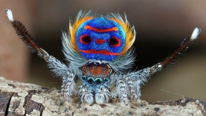 14. Паук-павлин (Maratus volans)