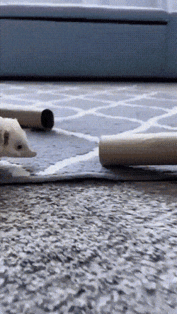 Подборка гифок (25 гифок) - 06.12.2022