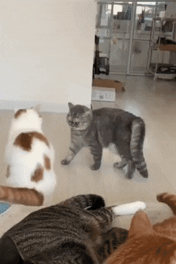 Подборка гифок (25 гифок) - 06.12.2022