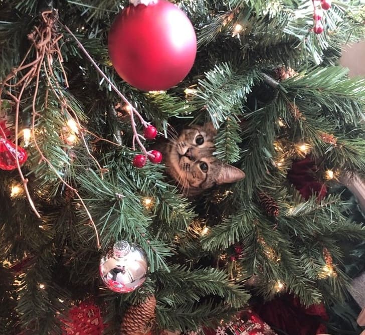 Фотография: 20 животных, которые ненавидят Новый год и все, что с ним связано №10 - BigPicture.ru