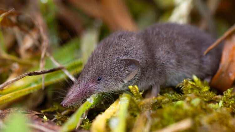 Динозавры были обречены на вымирание в любом случае? Млекопитающие быстро размножались и приспосабливались к различным условиям окружающей среды. Фото.