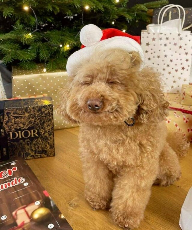 Подборка картинок. Вечерний выпуск - 16.12.2022