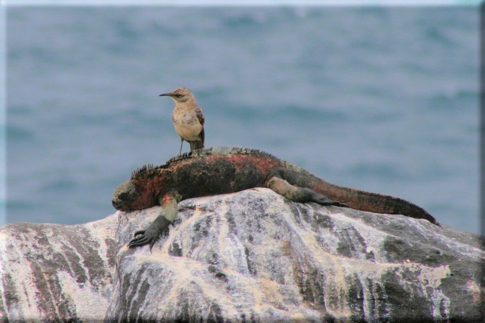 Галапагосский пересмешник: Настоящий хоррор посреди океана. Этой птице пришлось стать вампиром, ведь на острове нет пресной воды