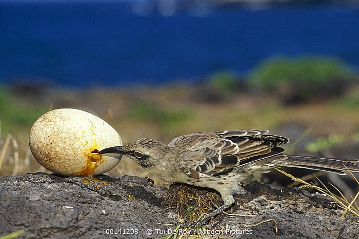 Галапагосский пересмешник: Настоящий хоррор посреди океана. Этой птице пришлось стать вампиром, ведь на острове нет пресной воды