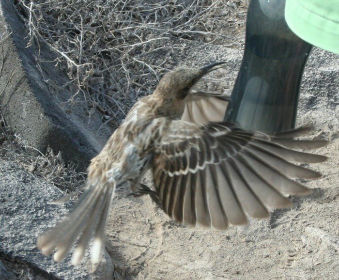 Галапагосский пересмешник: Настоящий хоррор посреди океана. Этой птице пришлось стать вампиром, ведь на острове нет пресной воды