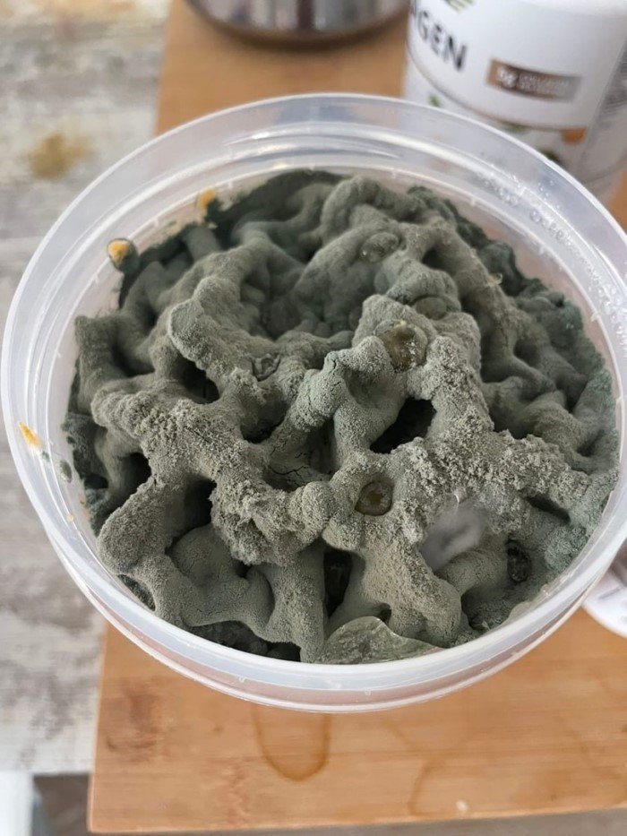 14 удивительных снимков, показывающих, насколько разнообразной может быть плесень 14 удивительных снимков, показывающих, насколько разнообразной может быть плесень