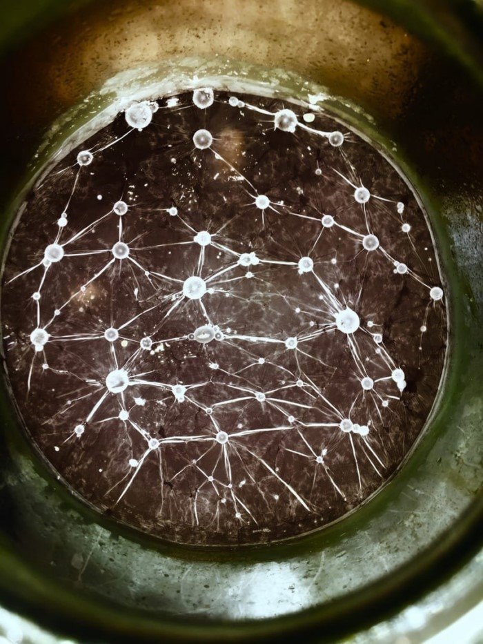 14 удивительных снимков, показывающих, насколько разнообразной может быть плесень 14 удивительных снимков, показывающих, насколько разнообразной может быть плесень