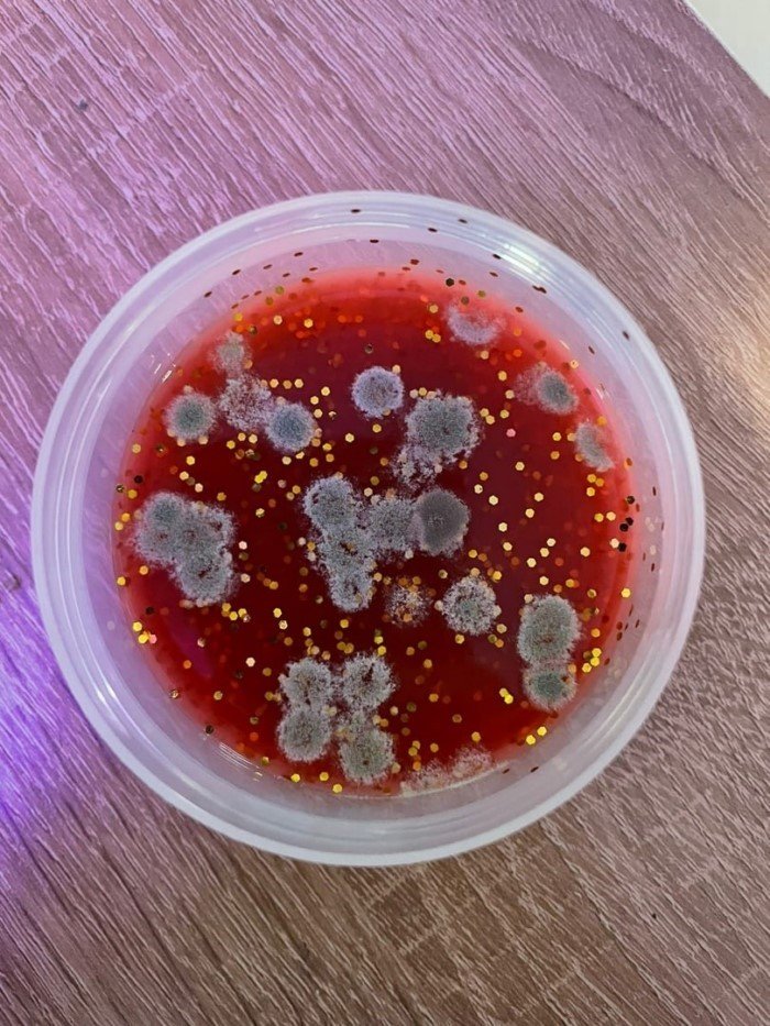 14 удивительных снимков, показывающих, насколько разнообразной может быть плесень 14 удивительных снимков, показывающих, насколько разнообразной может быть плесень