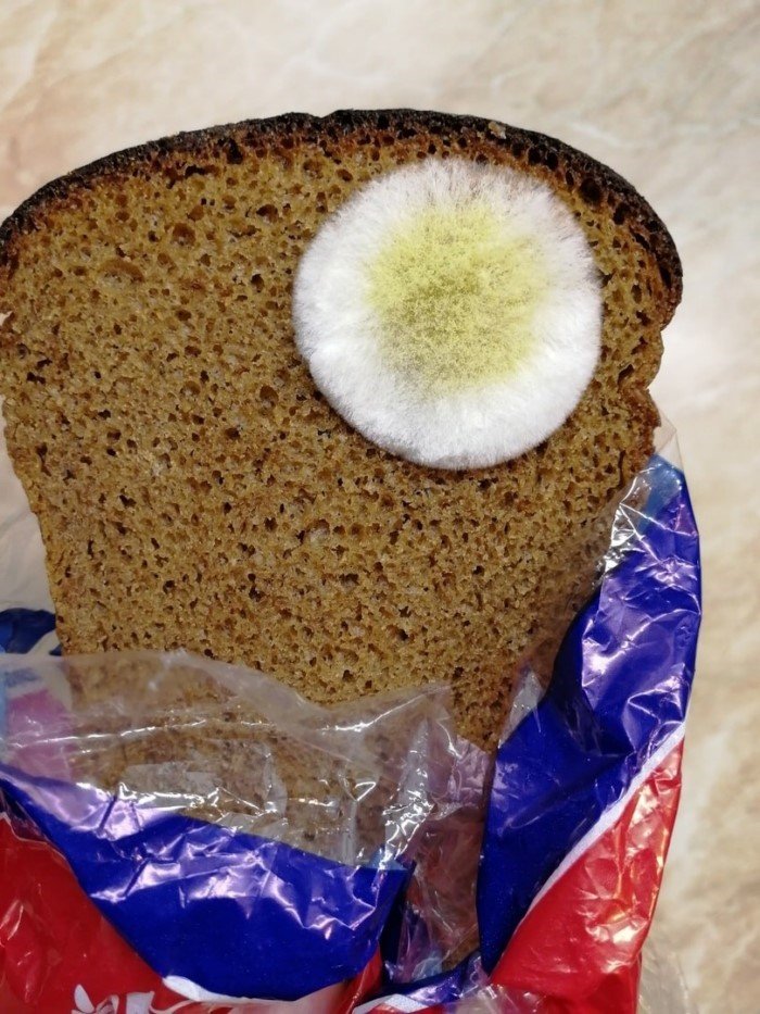 14 удивительных снимков, показывающих, насколько разнообразной может быть плесень 14 удивительных снимков, показывающих, насколько разнообразной может быть плесень