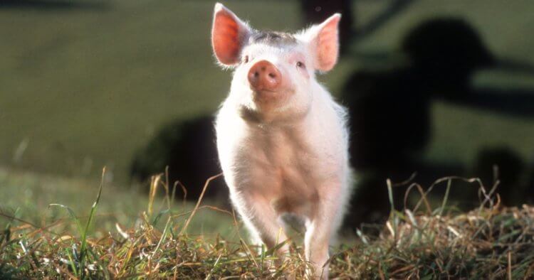 Как животные распознают эмоции. Биокоммуникация — общение между особями животных одного или разных видов путем передачи информации с помощью различных сигналов. Фото.