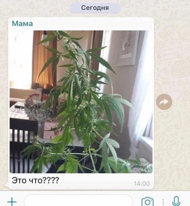 Лучшие шутки и мемы из Сети - 12.12.2022