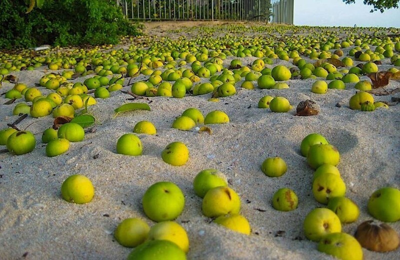 Почему до сих пор не истребили манцинеллу - &quot;яблоню смерти&quot;